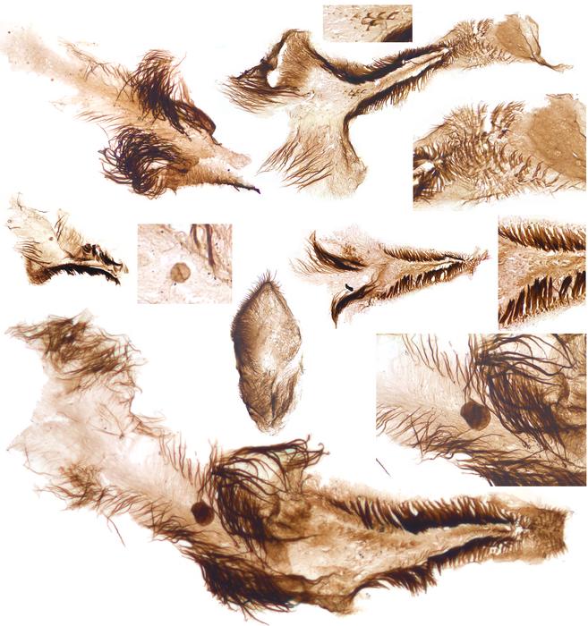 Trace fossils of crustaceans from the Grand Canyon study. Kinda look like feathers dropped in a cup of tea (without milk).